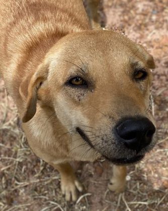 Photo of rescued dog