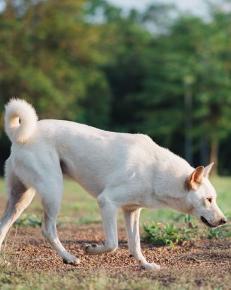 Photo of rescued dog